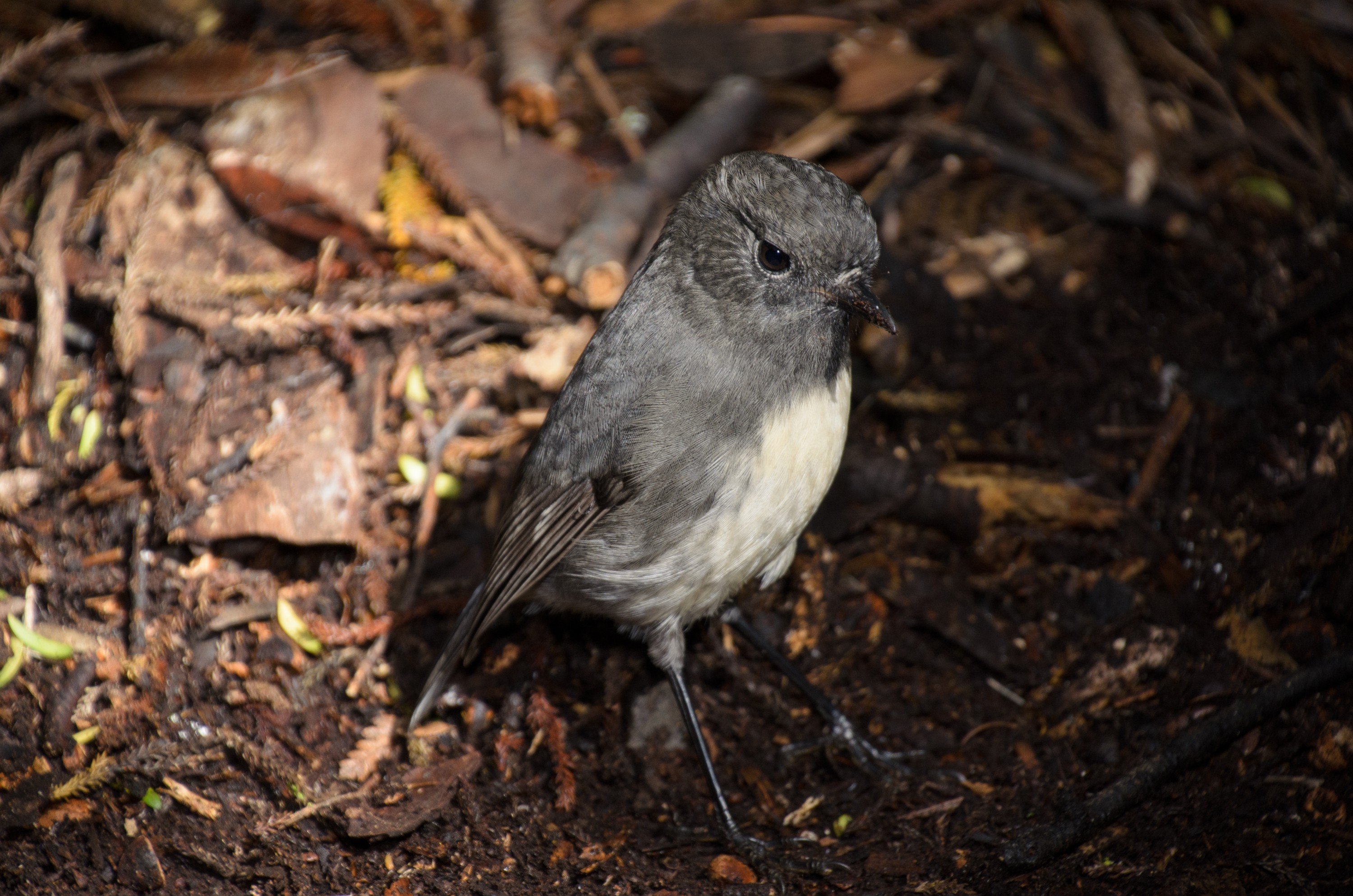 DSC_3280 – Adventure, Crispin, Island, March 2017, National Park, New, New Zealand, Rakiura, South, Stewart, Zealand